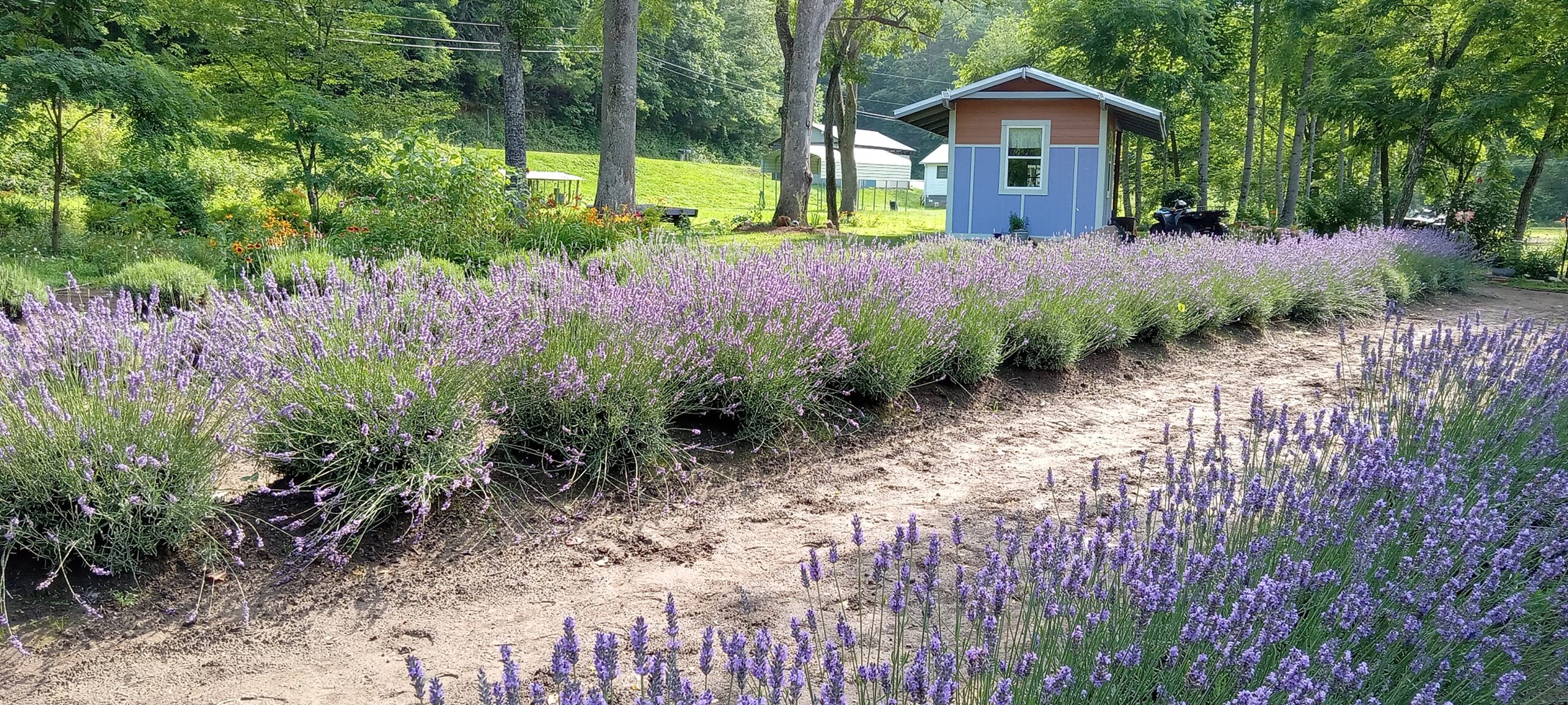 Marie's Lavender Farm